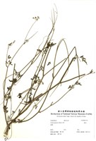 藏品(竊衣)的圖片